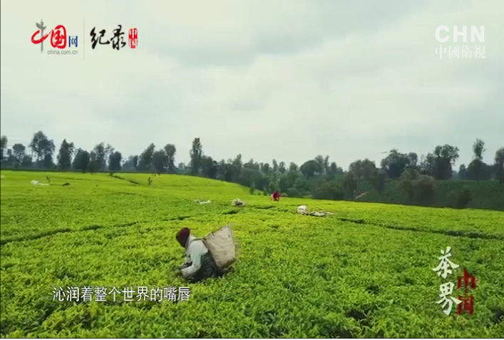 《茶界中国》第七集：田野的约会